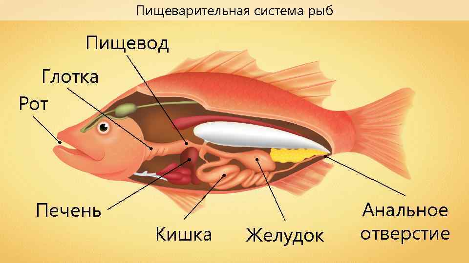 пищеварительная система рыб кратко
